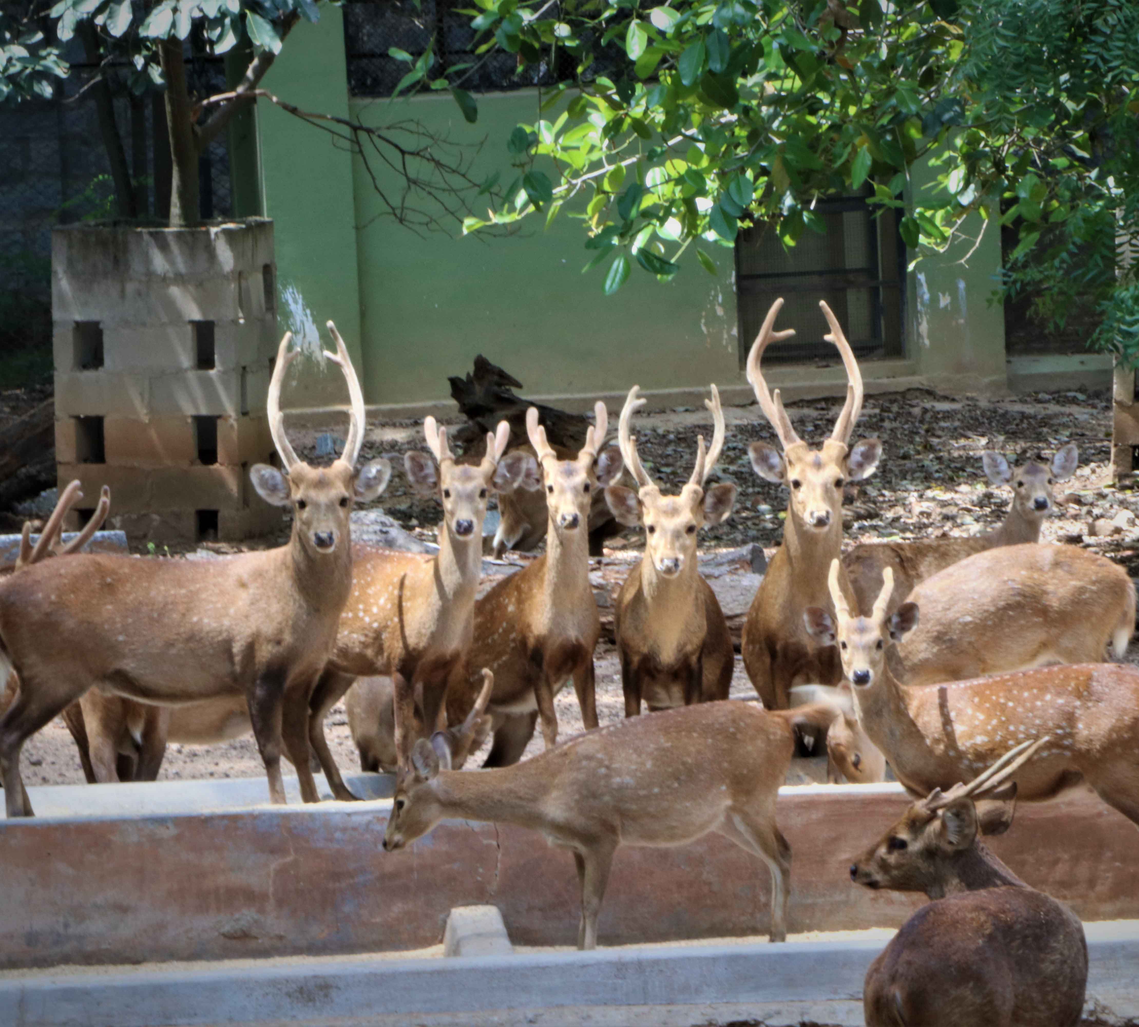 tourist places in mysore zoo